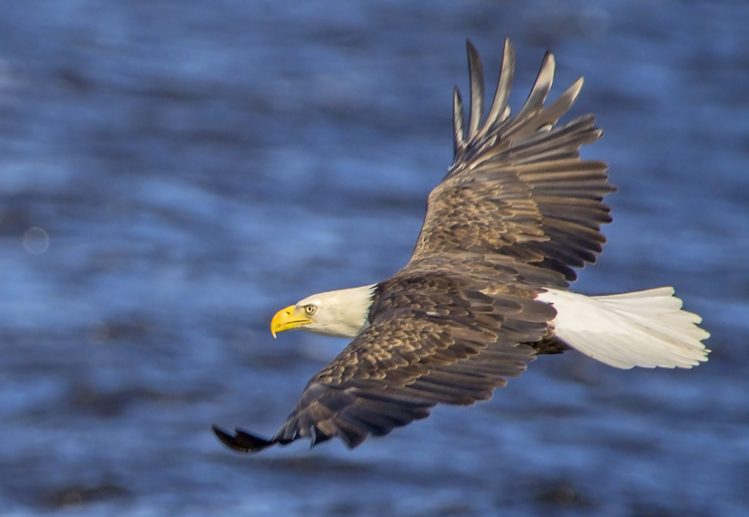 Bald Eagle in Flight Shutterbug